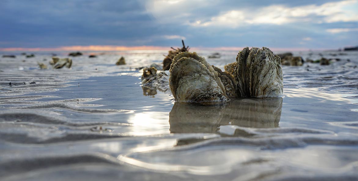 Oysters